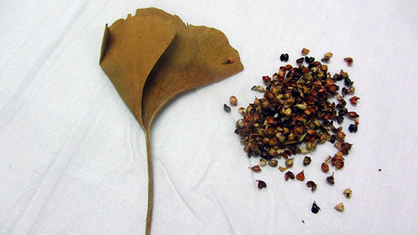 Old Tea Leaf Antihypertensive Pillow